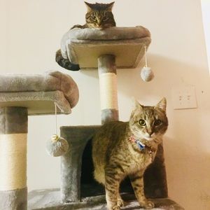 Meet your Posher, Britney